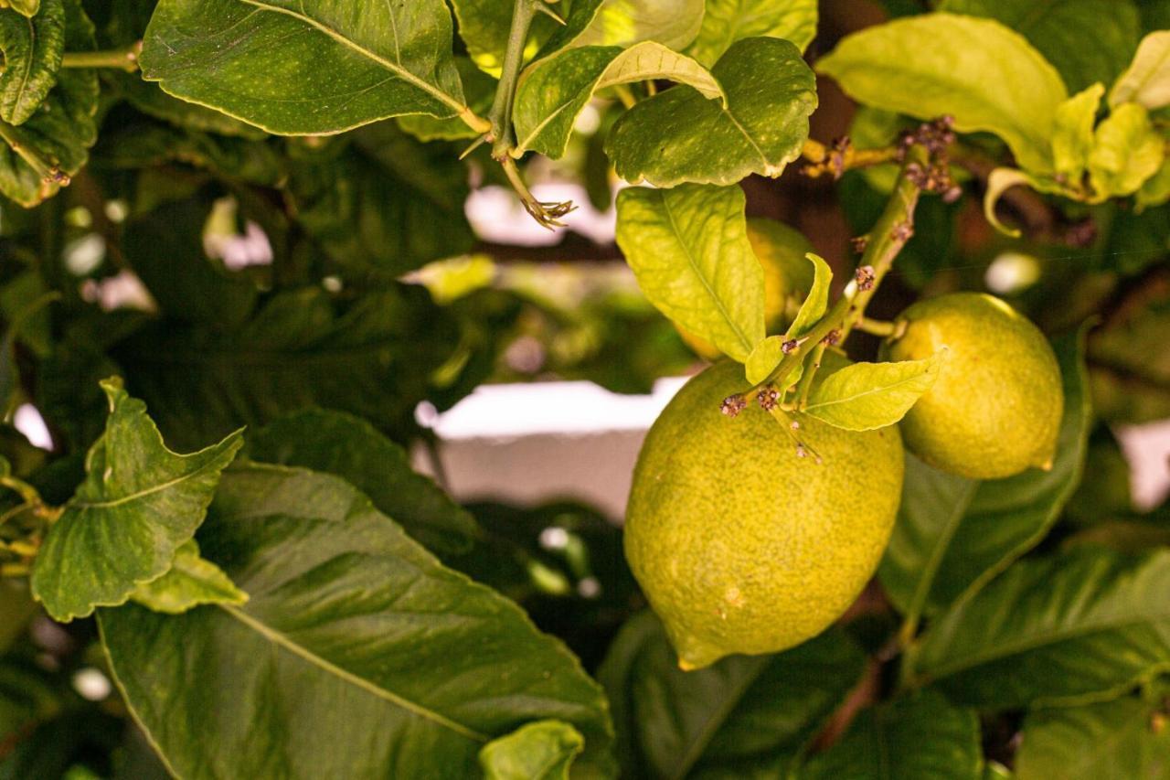 Lemon Tree Apartment Luz エクステリア 写真
